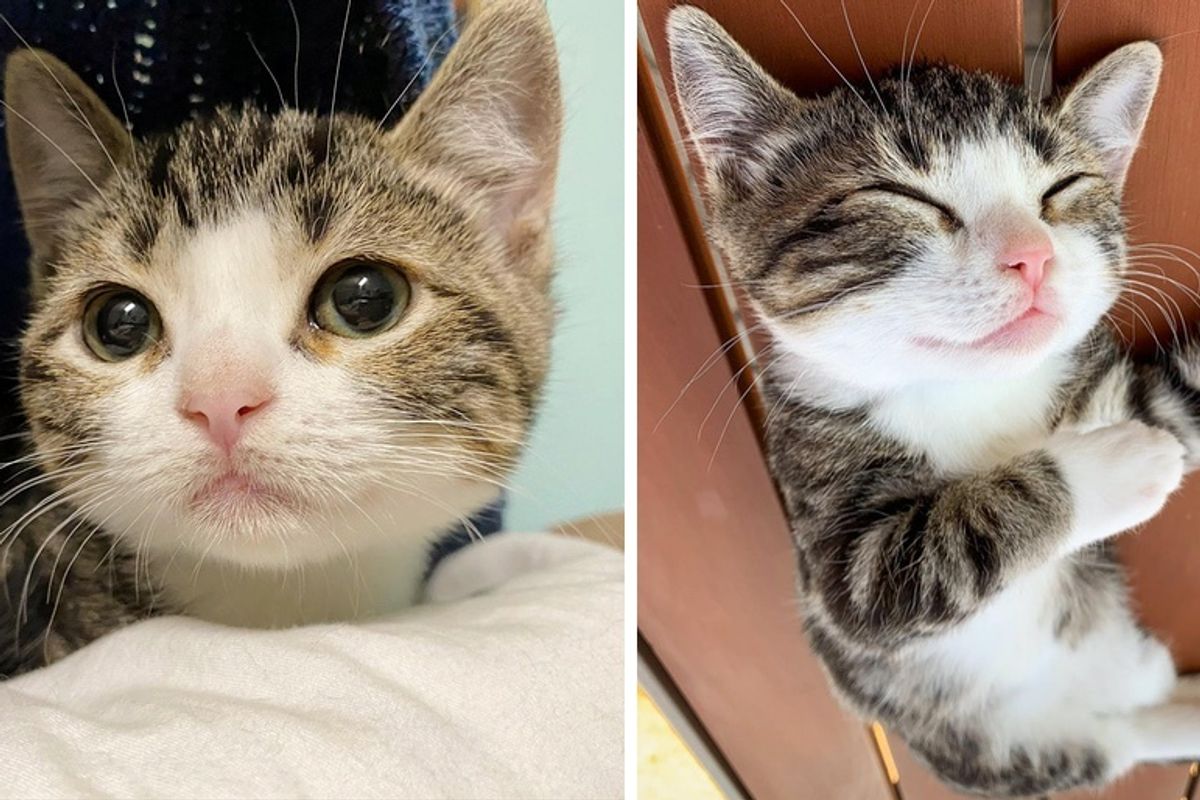 Stray Kitten with Dwarfism Insists on Doing Everything Just Like Other Cats