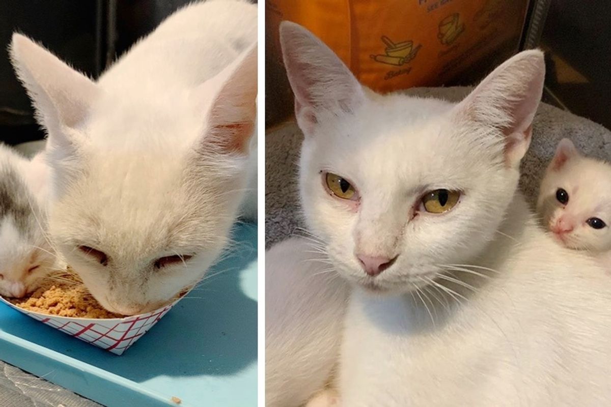 Stray Cat Decided to Have Kittens Outside Apartment Complex and Her Life Was Turned Around