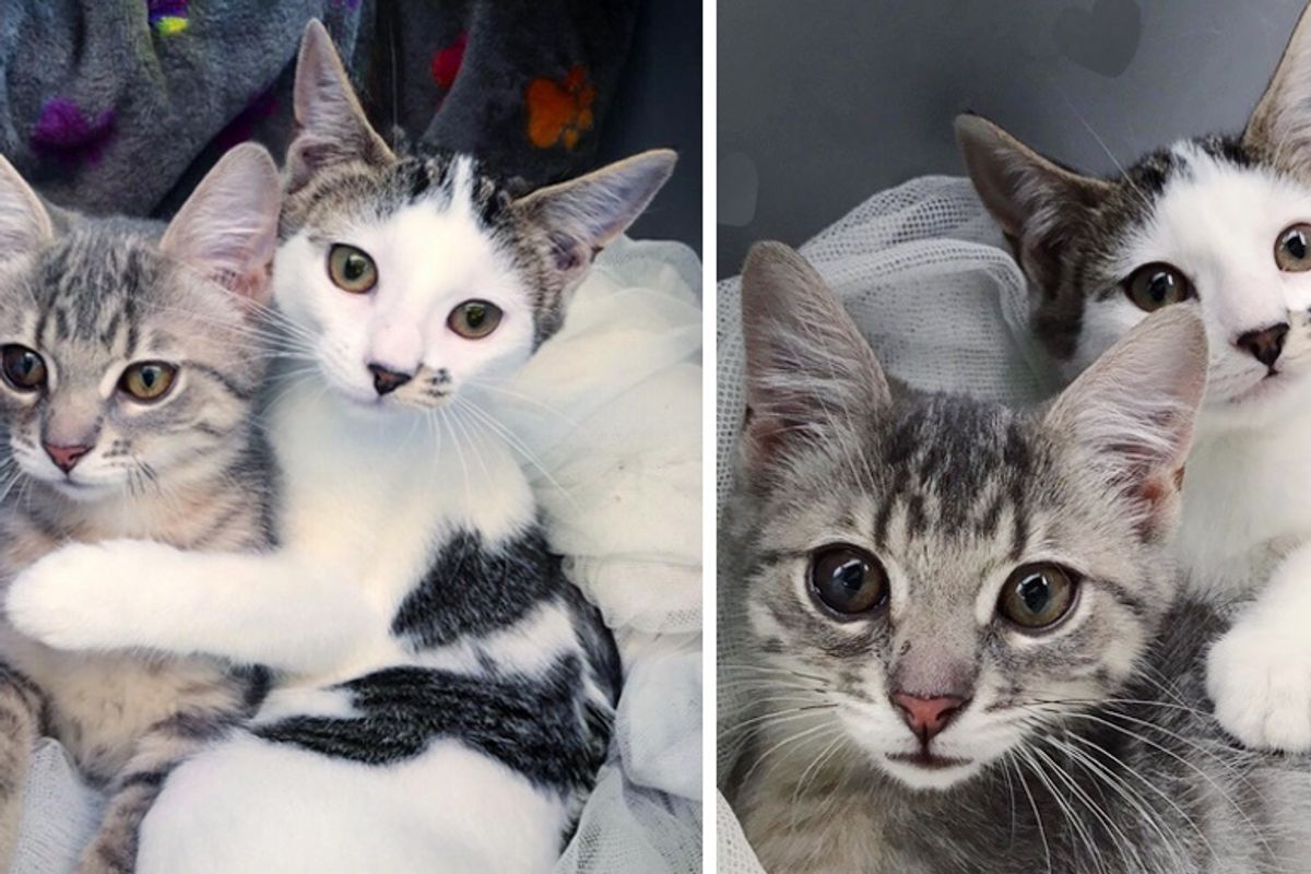 Kitten Found Alone Outside Befriends Another Cat and Insists on Staying with Her