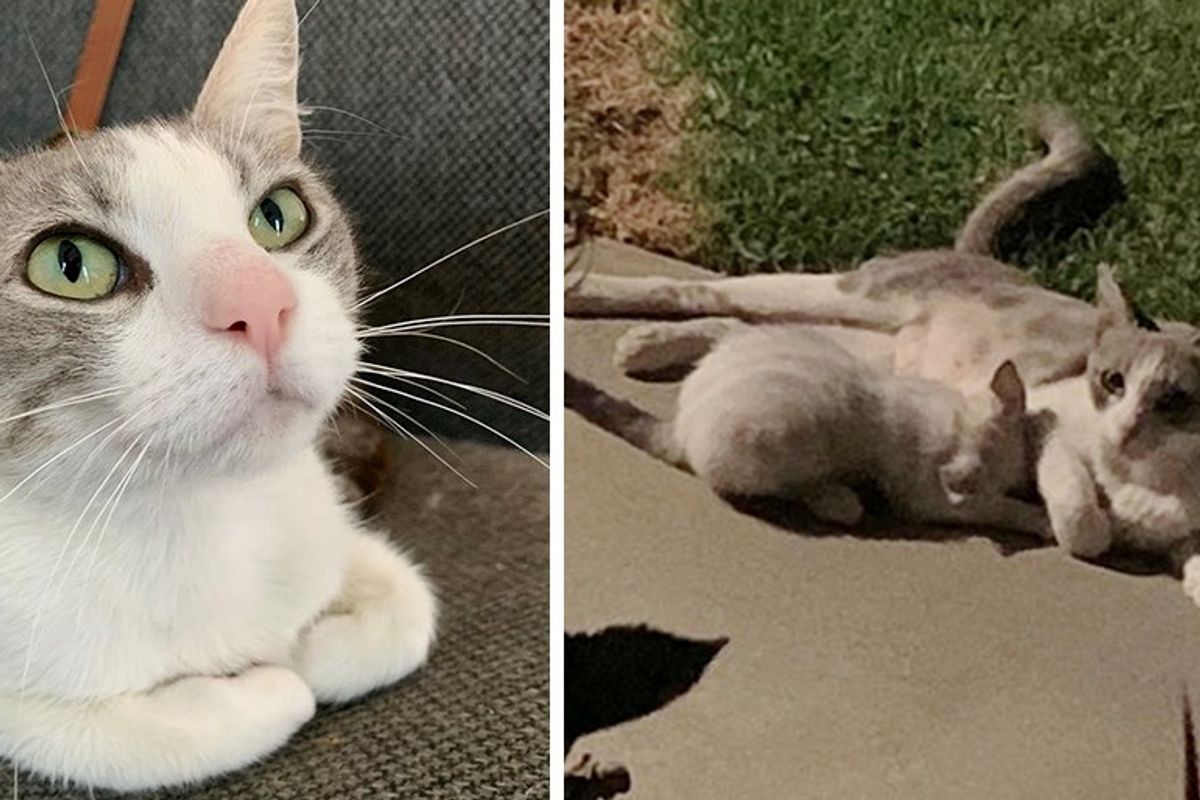 Cat Came Back to Family that was Kind to Her, and Brought Her Kittens Along