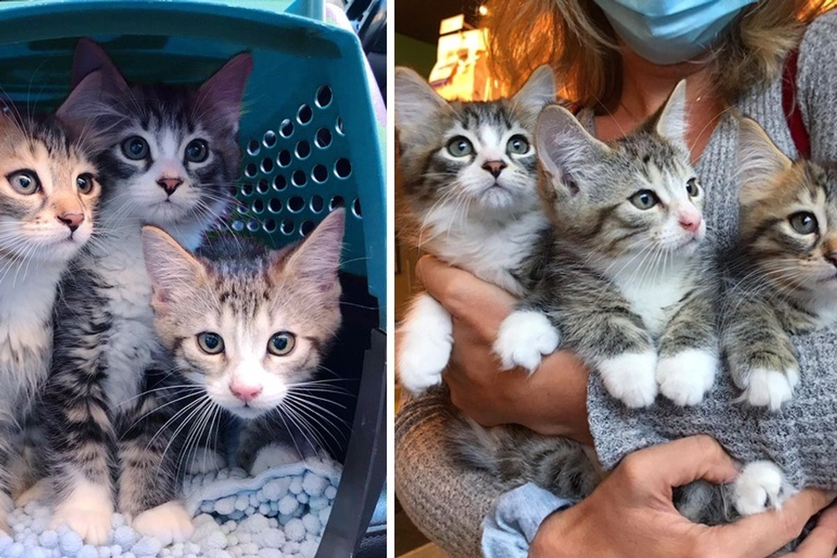 3 Bonded Kittens Have Their Dream Come True After Weeks of Waiting