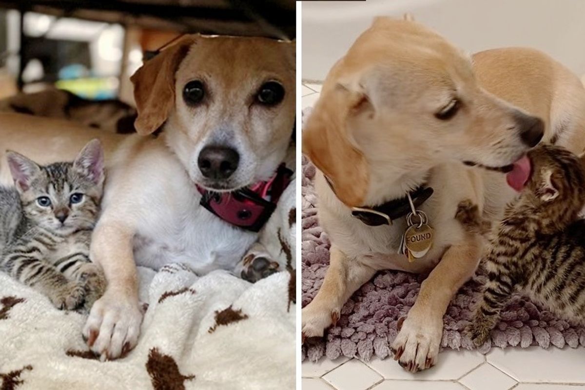 Kittens So Happy to Be Taken in By Family Dog Who Cares for Them as Her Own