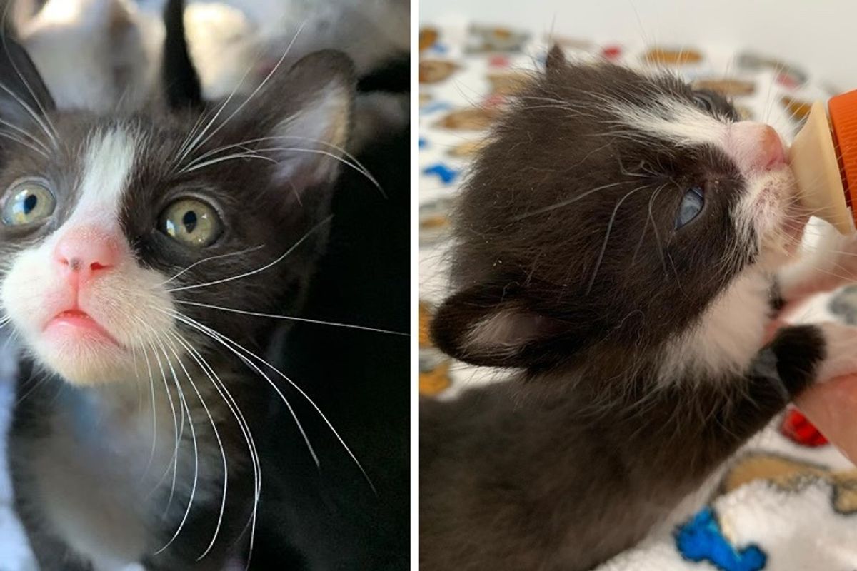Kitten with Twisted Leg Shows Fighting Spirit and Insists on Walking on All Fours