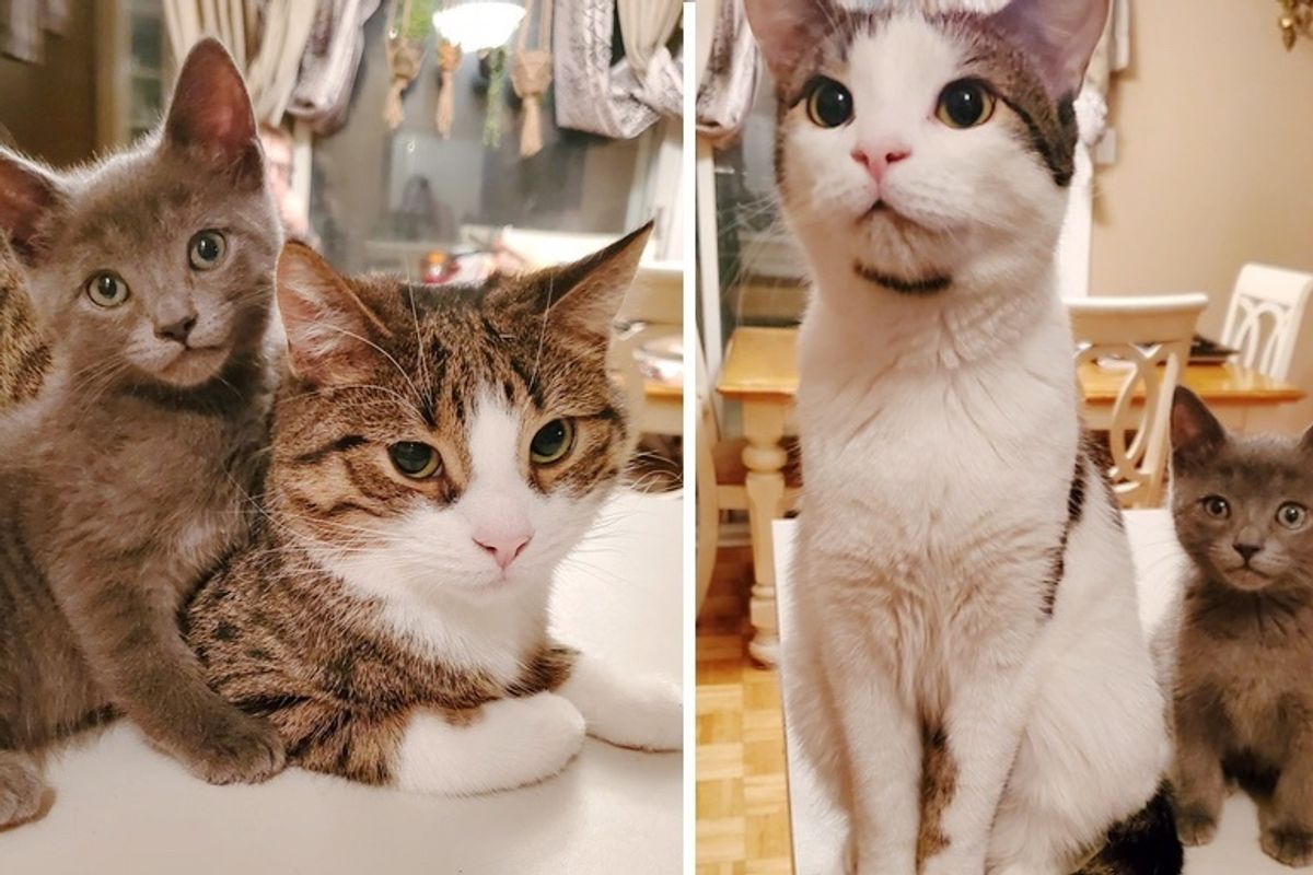 Family Brought Kitten Home to Foster But Their Cats and Dogs Took Him in As Their Own