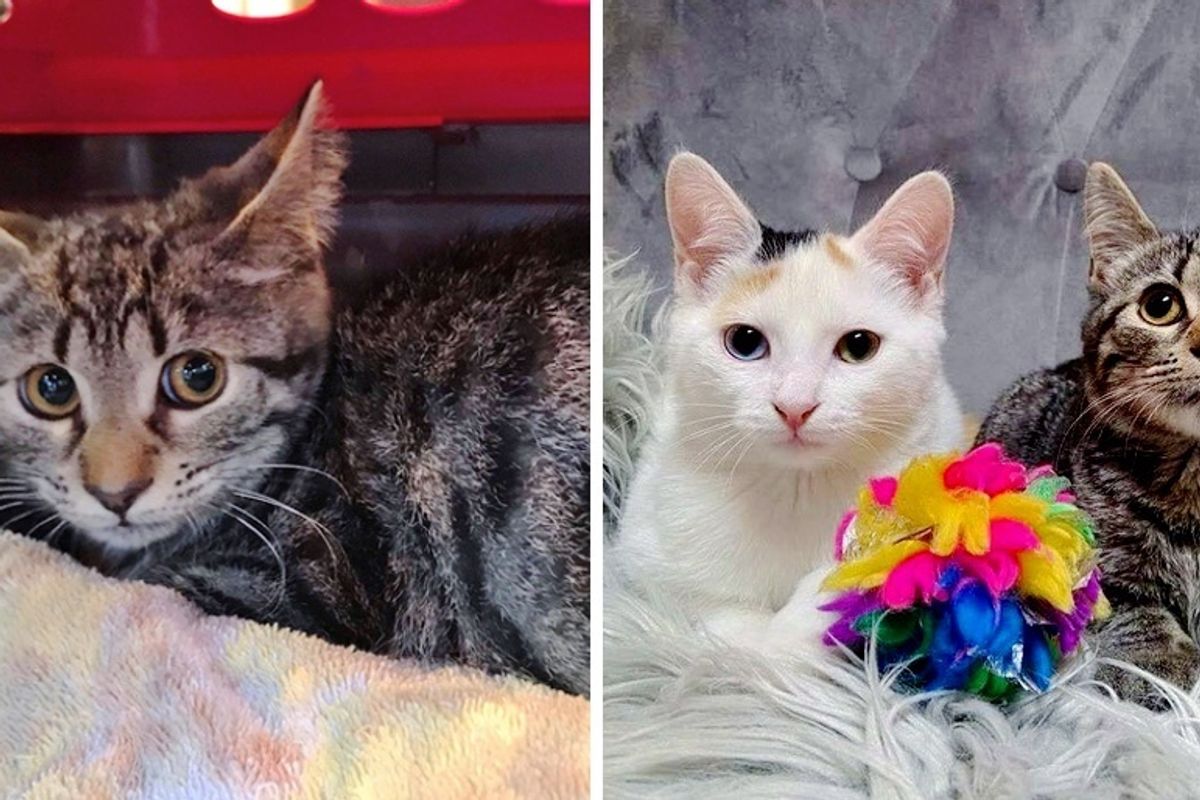 Shy Kitten Finds Confidence in Another Cat After Being Rescued from Outdoor Life