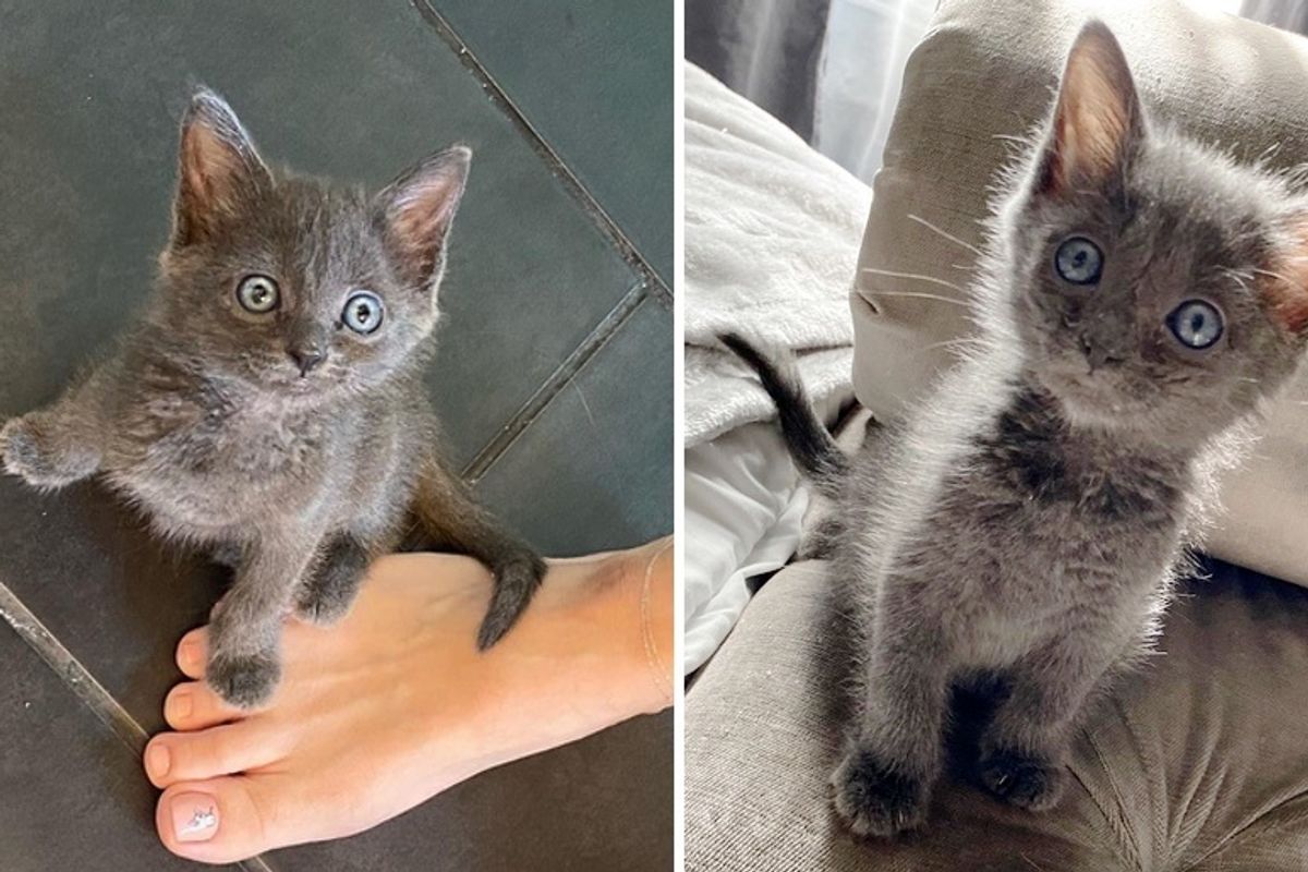 Kitten Brought Back from the Brink Insists on Staying Close to Person Who Saved Her