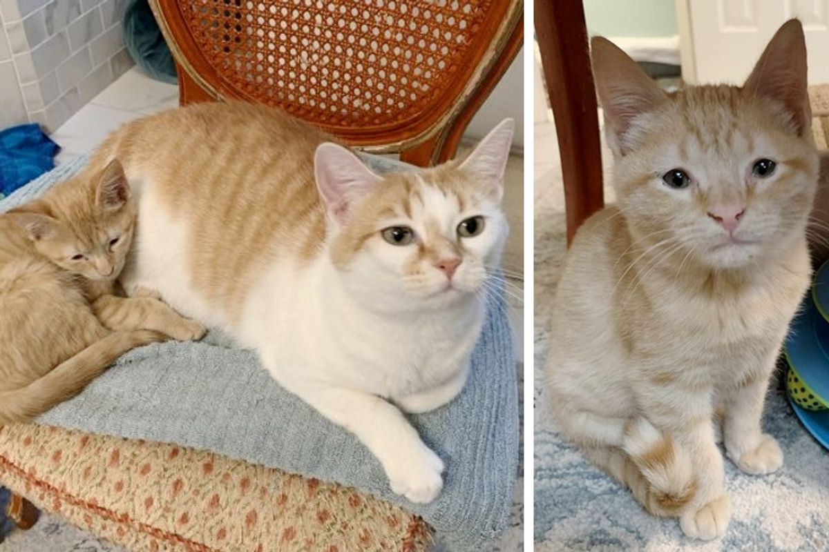 Sweet Kitten Cuddles Up to Cat and Won’t Let Go After Being Found Alone