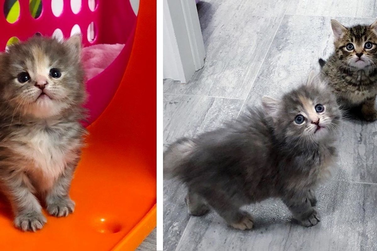 Kitten Sneaks Out of Her Room to Befriend New Kitten in Foster Home