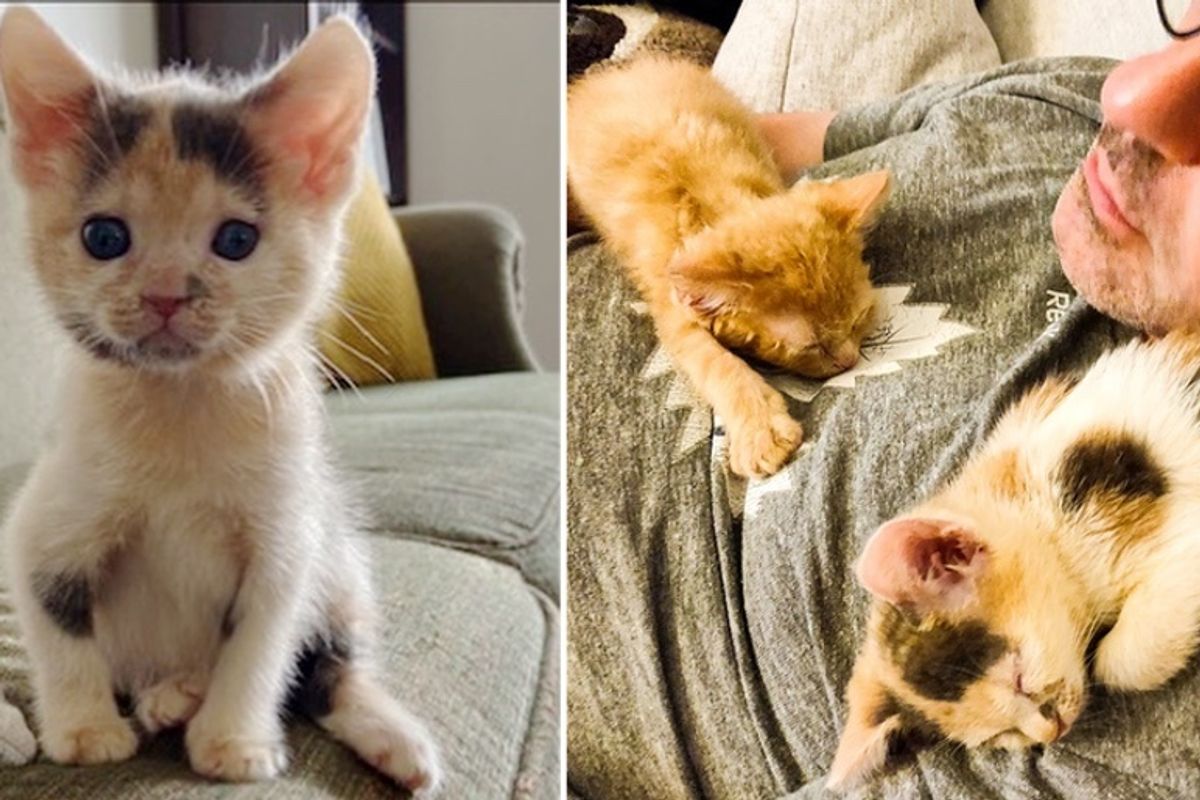 Kittens Cuddle Their Way into Hearts of Family After Being Brought Back from the Brink