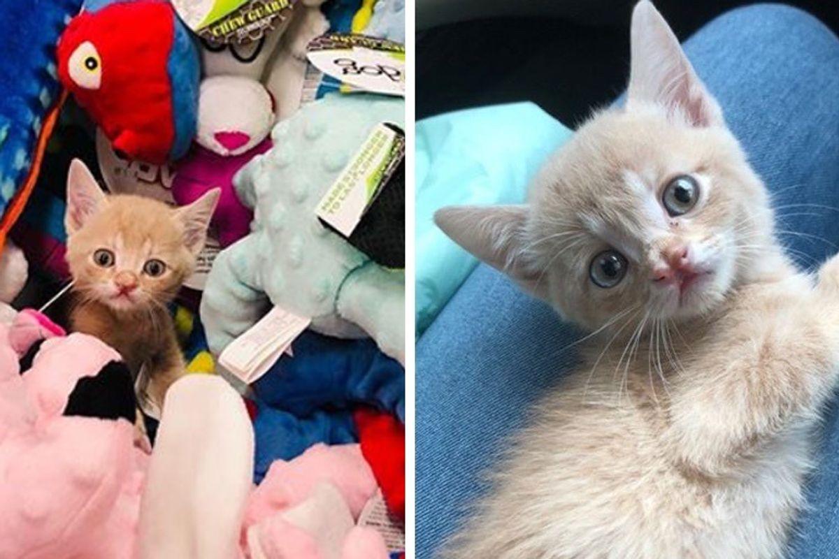 Sweet Kitten Insists on Being Carried Everywhere He Goes After He was Rescued