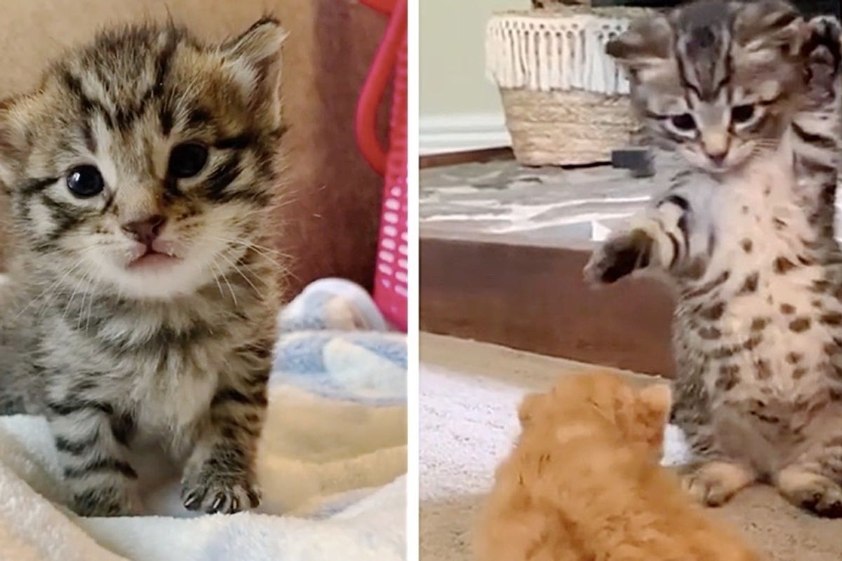 Palm-sized Kitten Shows Fighting Spirit, Determined to Live Best Life After She Was Found in Compactor