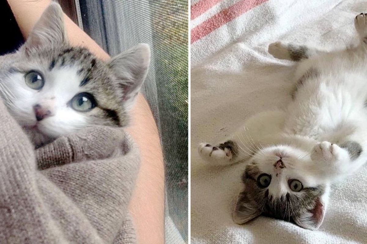 Family Moved into New Home and Found It Came with Kittens in Their Barn