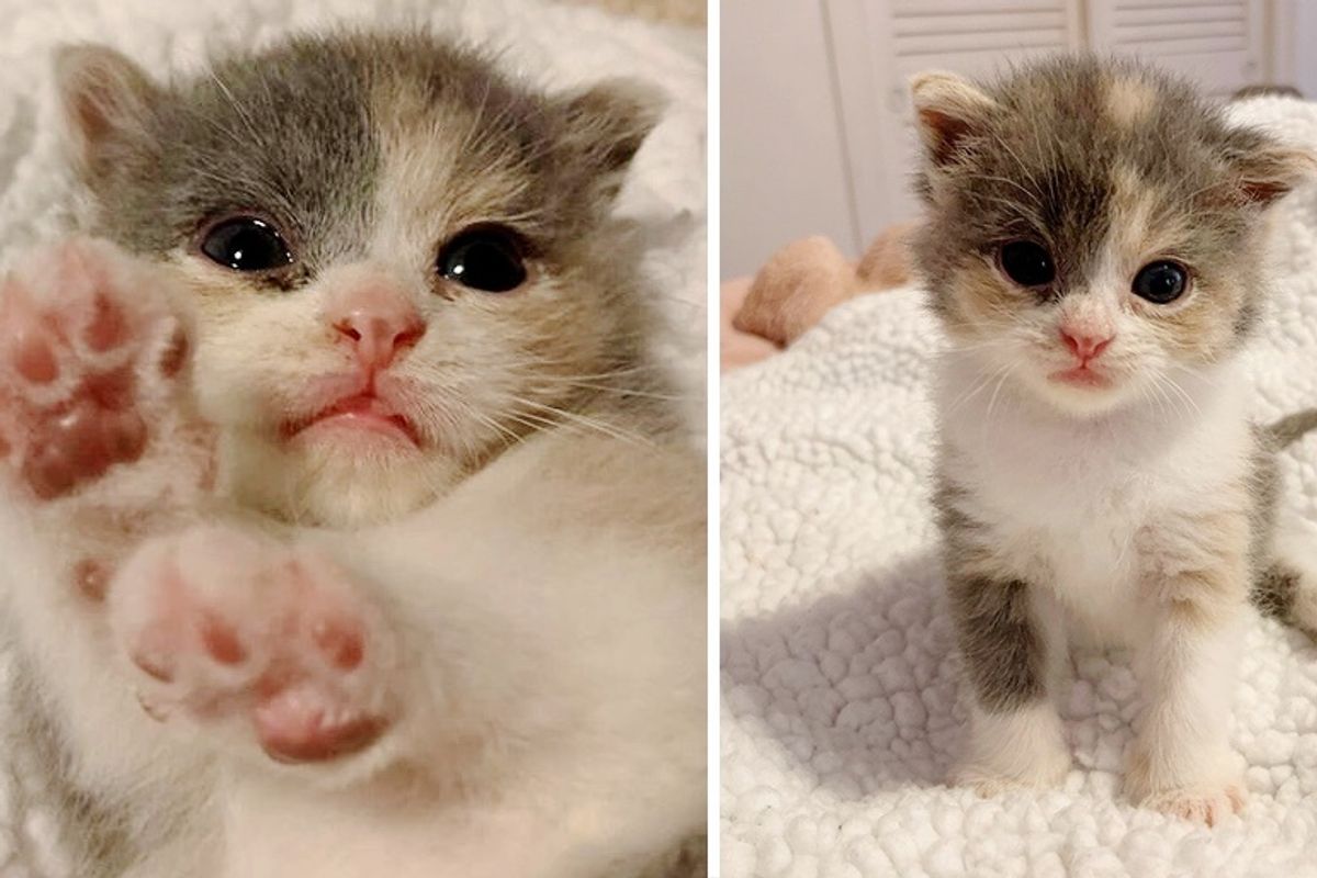 Kitten So Happy to Be Saved She Keeps Kneading Away in Bliss After Being Brought Back from the Verge