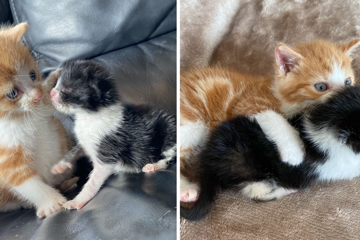 Kitten Found Alone on Street, Takes to Tiny Tuxedo Cat Who Was Rejected by His Mom