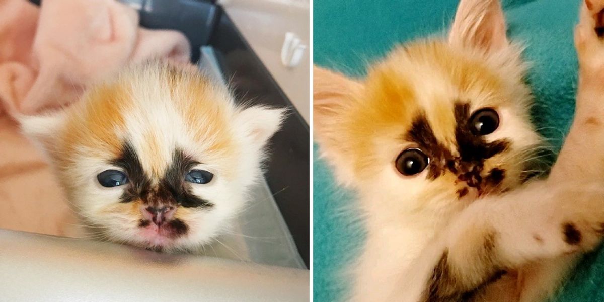 Merkin Cat Kitten with Unique Markings Insists on Being Center of Attention After ...