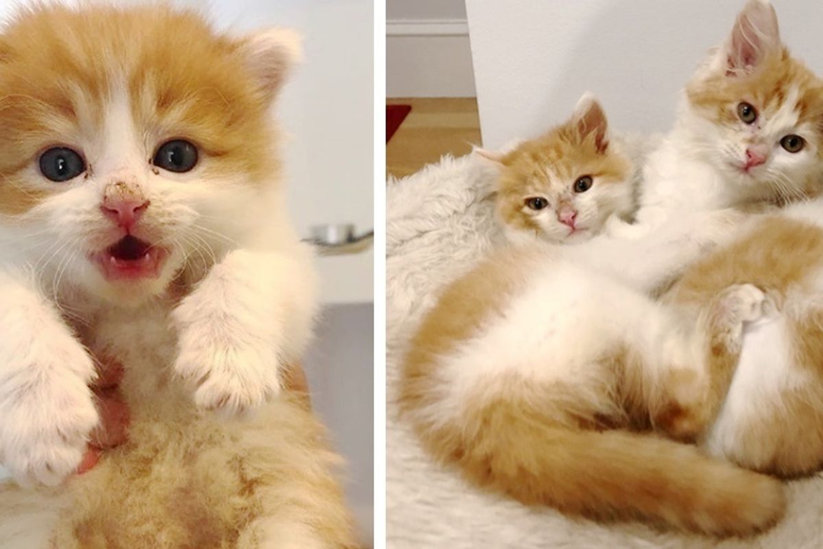Kittens Share Inseparable Bond, Find Wonderful Family to Help Them Get Back on Their Feet