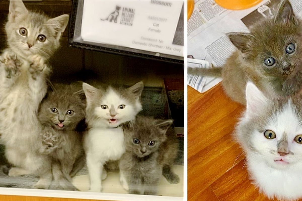 5 Kittens Found Outside Together, So Happy to Get the Help They Needed to Thrive