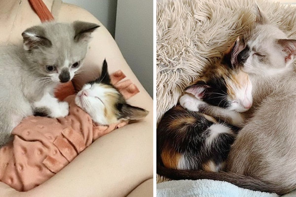 Kittens Keep Each Other Strong Through Thick and Thin and Insist on Being Together All the Time