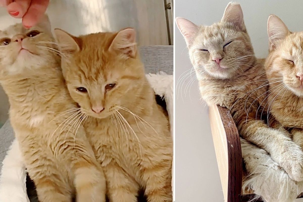 Kittens with Sweetest Smile Seek Attention from Everyone and Hope for Dream Home Together