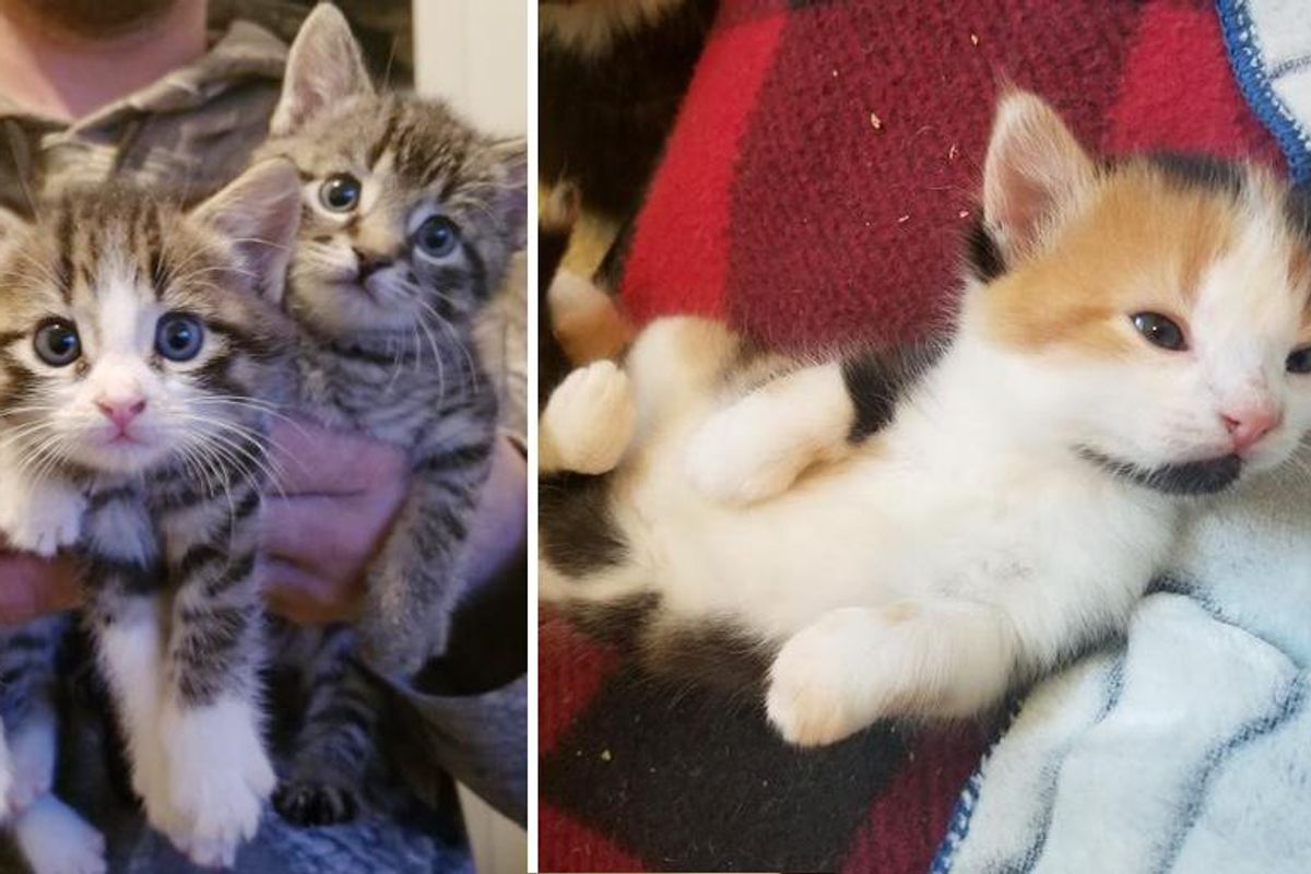 Cat Left Kittens on Family's Porch and Came Back with 4 More Two Months Later