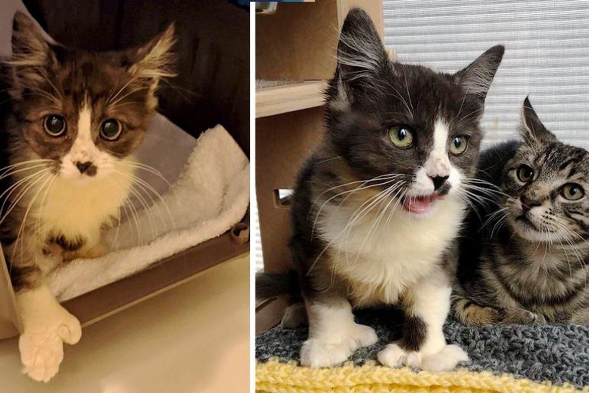 Kitten with Thumbs Finds Sweetest Friend Who Follows Her Everywhere She Goes