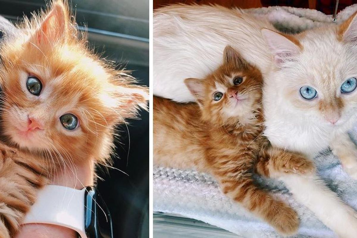 Kitten Befriends Family Cat and Determined to Win Her Over and Be Her Little Shadow