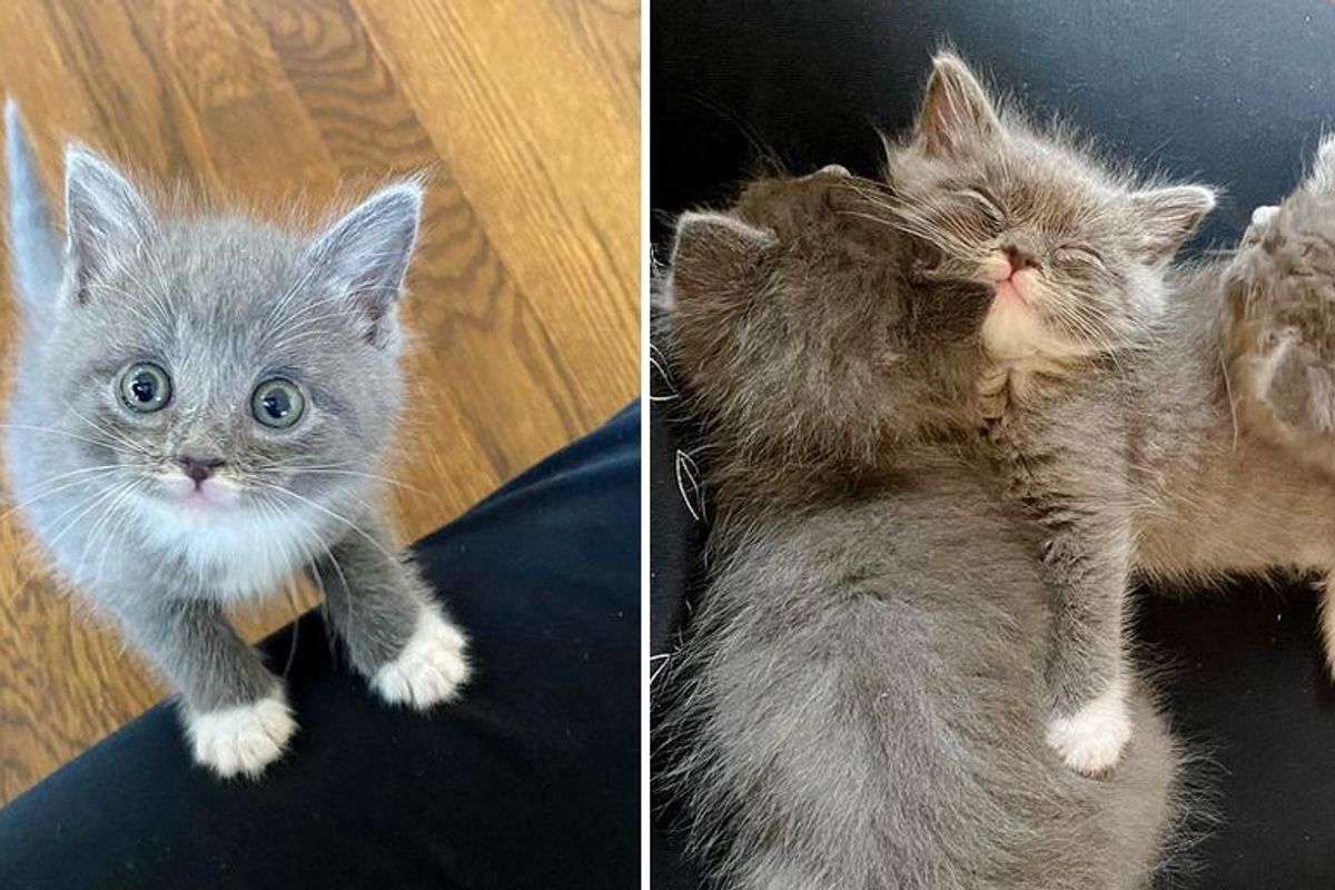 Kittens Squeeze on Fosterer's Lap and Snuggle Up a Storm After Being Brought Back from the Brink