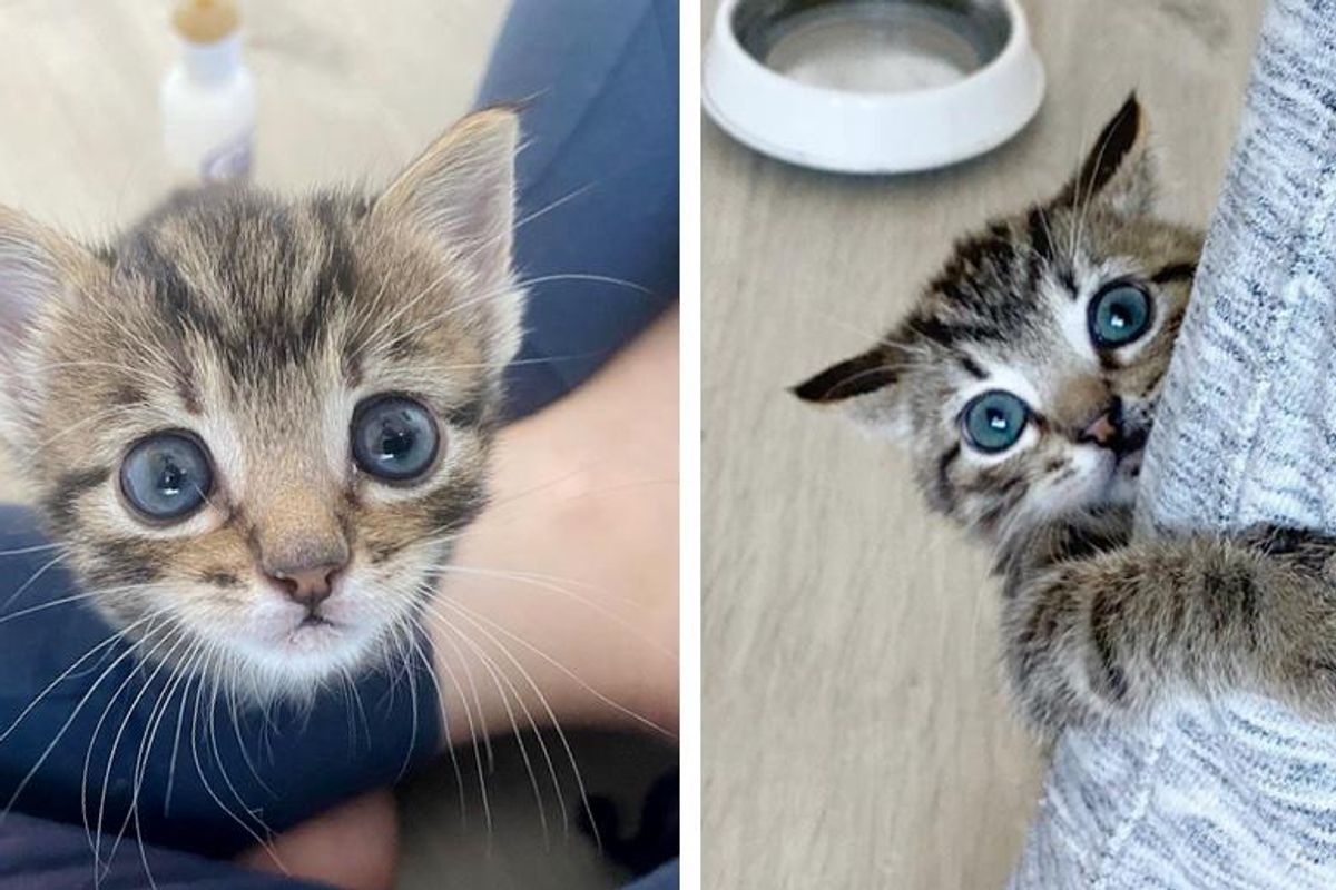 Kitten Bounced Back to Health, Seeks Constant Companion, Now Blossoms into Happiest Tabby Cat
