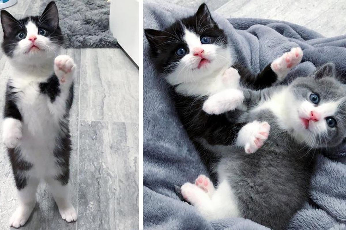 Kittens Keep Each Other Close and Comforted After Being Left Behind, and Blossom into Beautiful Cats Together
