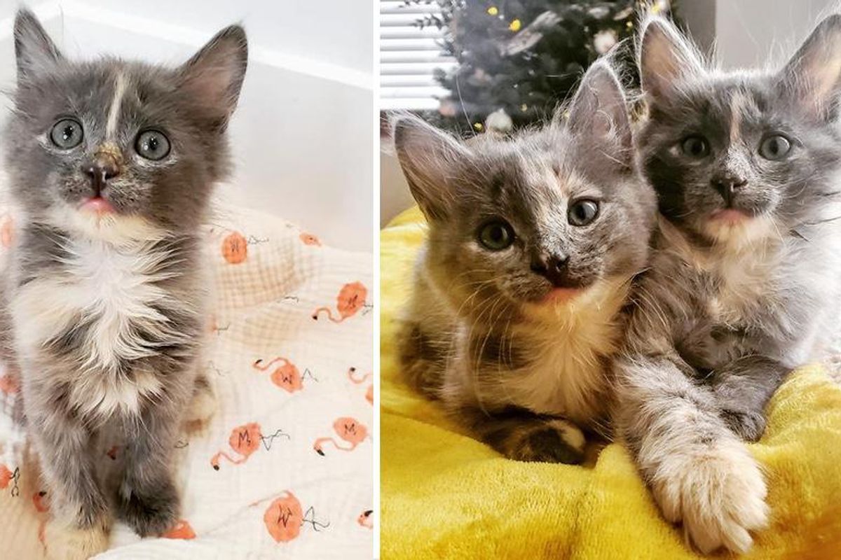 Kittens Keep Each Other Going Through Thick and Thin and Thrive as Inseparable Duo