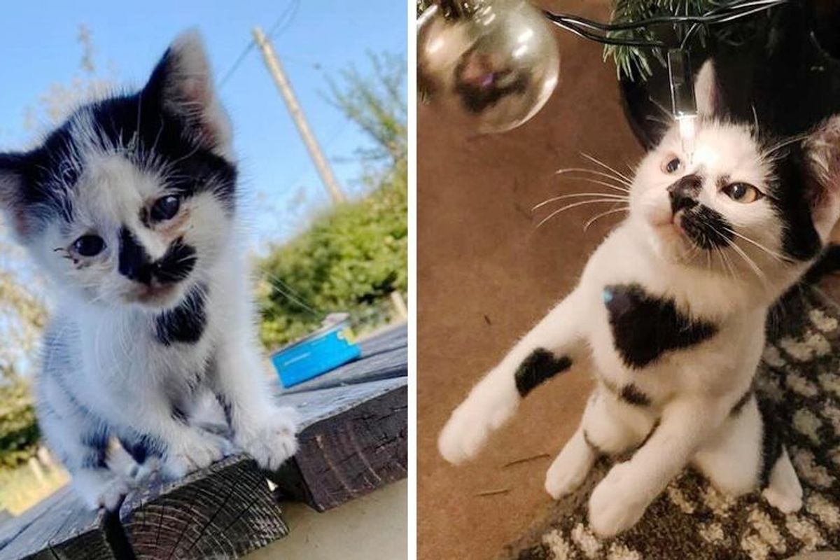 Kitten So Happy to Find Wonderful Family to Hold onto After Roaming the Streets Seeking Home