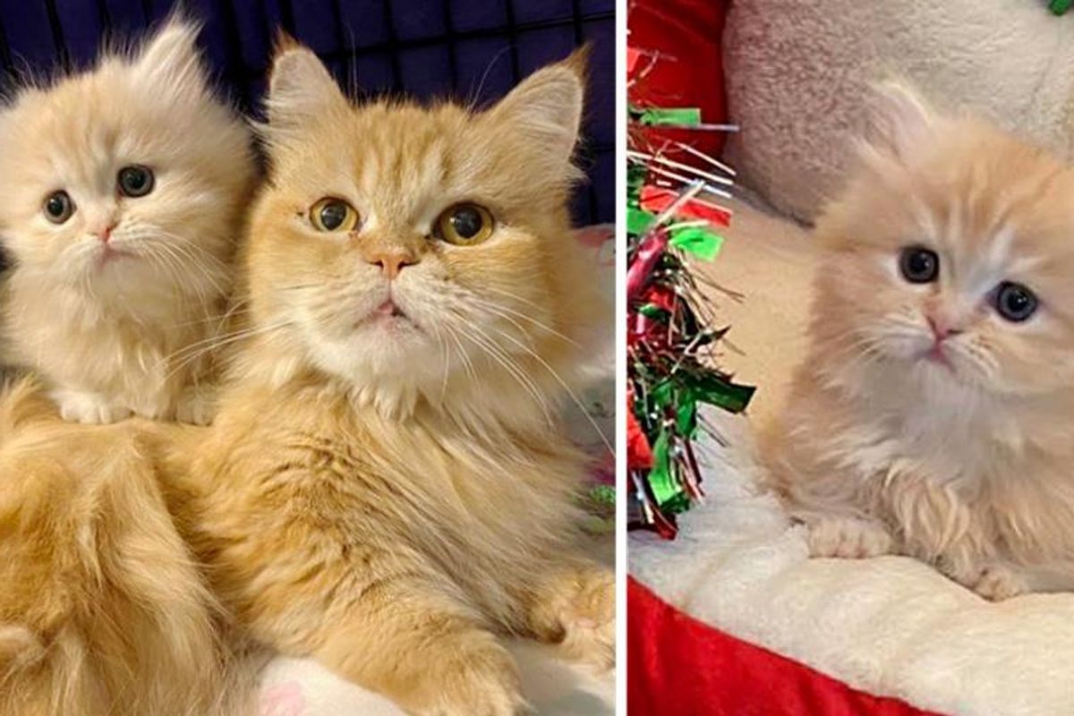 Cat Dotes on Her Only Kitten in Foster Home and So Happy They Will Never Be Apart