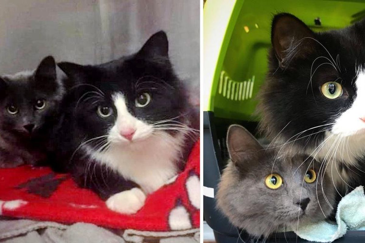 Kitten Brought Her Sister to the Woman Who Helped Her, and Ready to Leave Street Life Behind