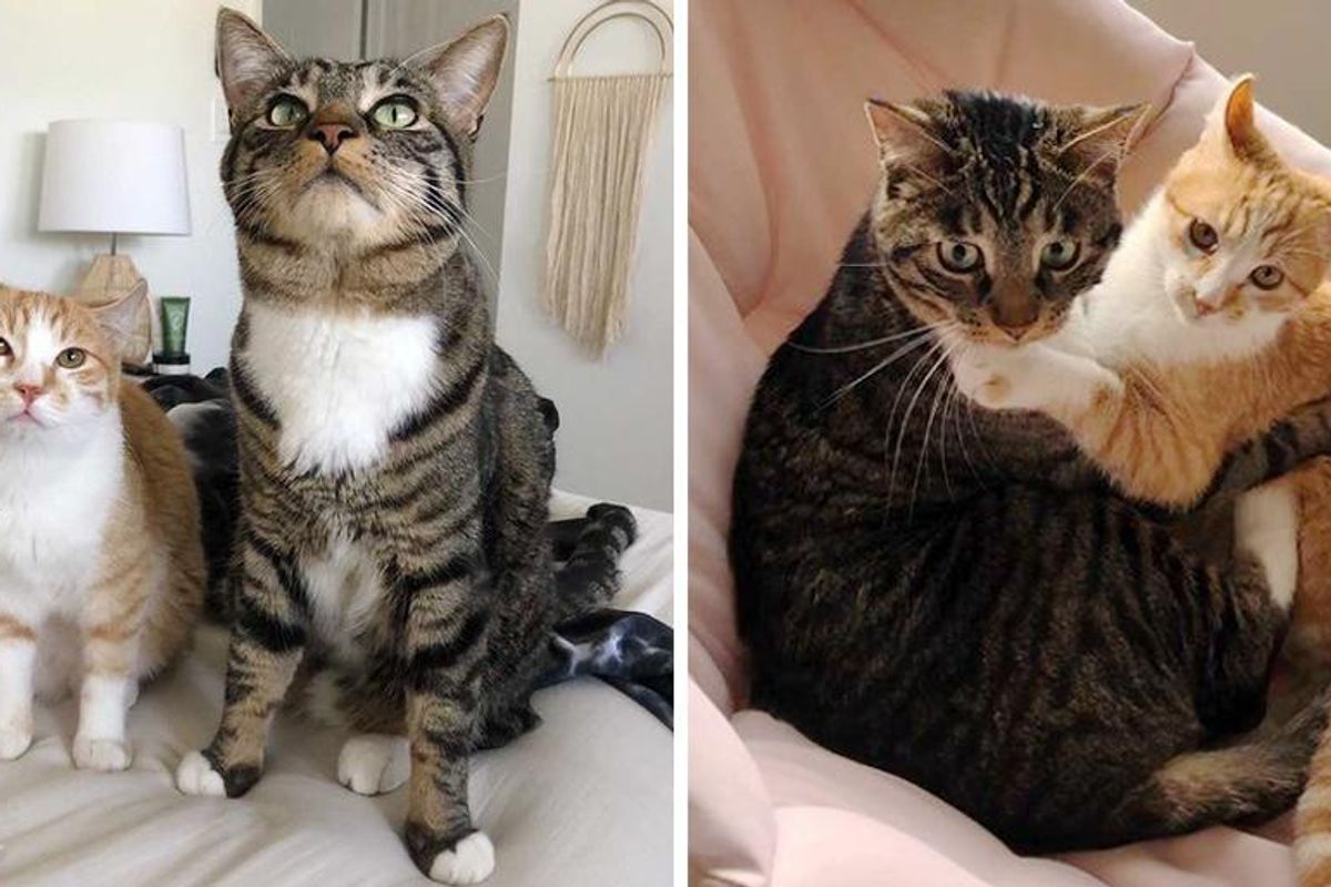 Kitten from the Street Finds Family Cat to Hold onto, and Determined to Win Him Over