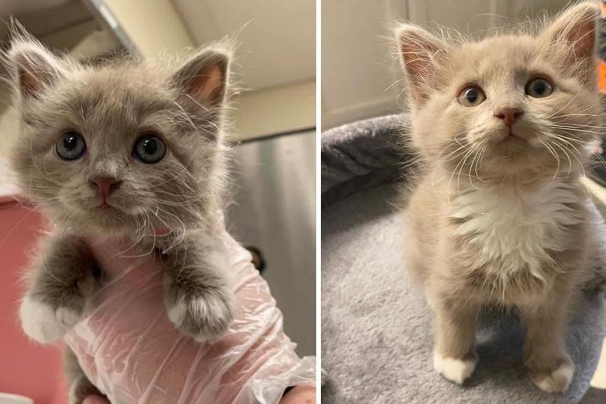 Kitten with Fuzzy Hair and Unbridled Energy Thrives With Help of Other Cats, and Finds Family of Her Dreams