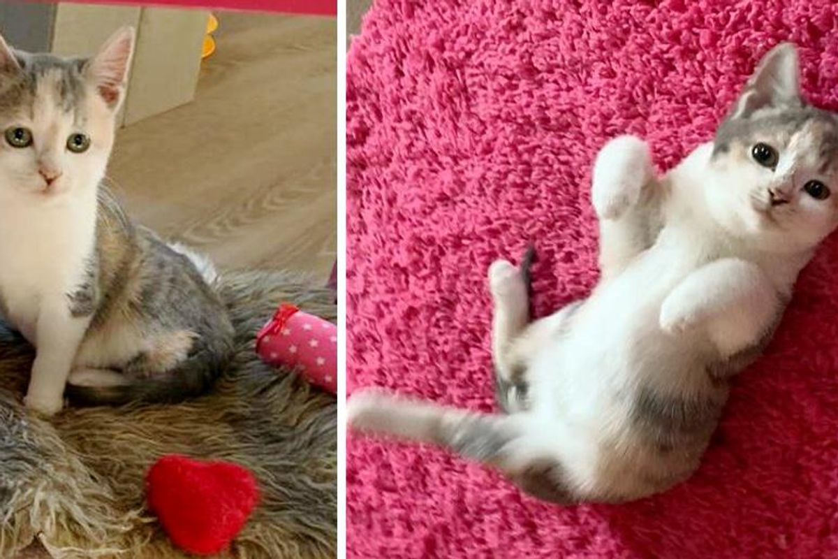 Kitten Found in Driveway Seeking Help, So Happy to Have Family to Dote on Her