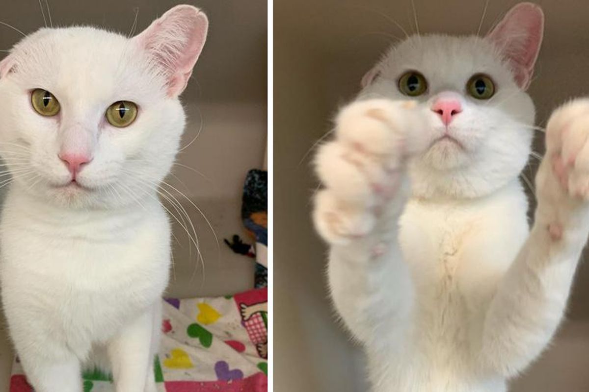 Kitten with One Ear Waves at Visitors to Notice Him and Hops His Way into Family's Heart