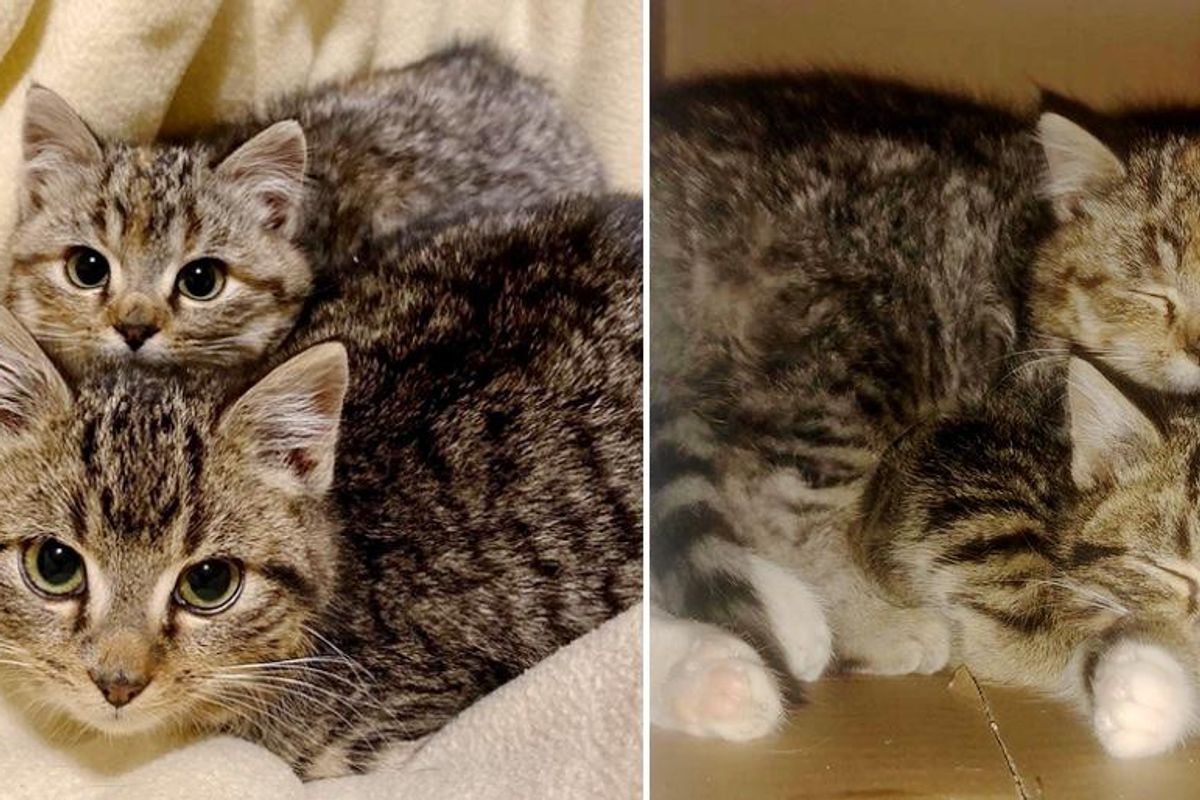 Kittens Found Playing in Family's Backyard on Snowy Day, Turn Out to Be Sweetest Pair