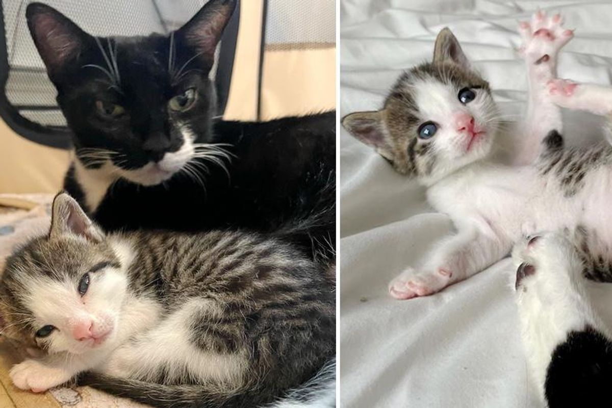 Cat Keeps Her Only Kitten Close Every Step of the Way and Hopes for Family of Their Dreams