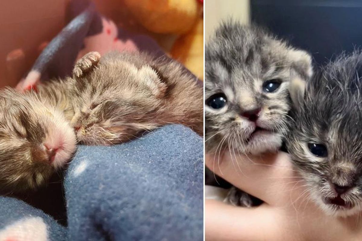 Kittens Left in Window Well on Freezing Day, Bounce Back Together Through Their Will and Help of Kind People