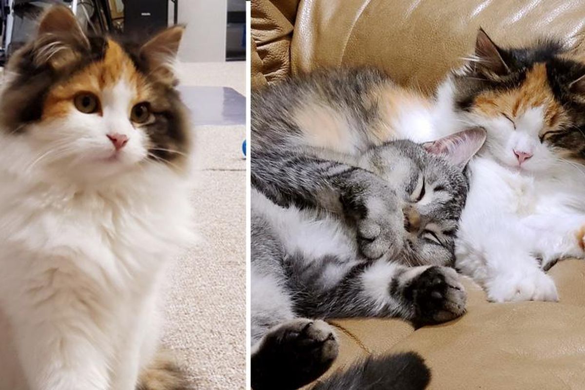 Kittens Went Through Street Life Together, Now Help Each Other Be Brave and Transform