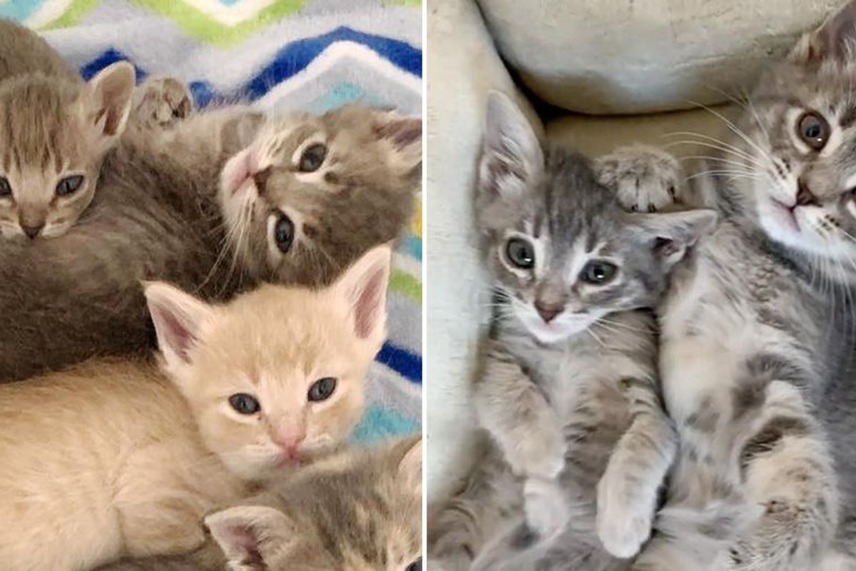 Kitten with Rare Condition that Causes Him to Be Exceptionally Small, is Determined to Thrive