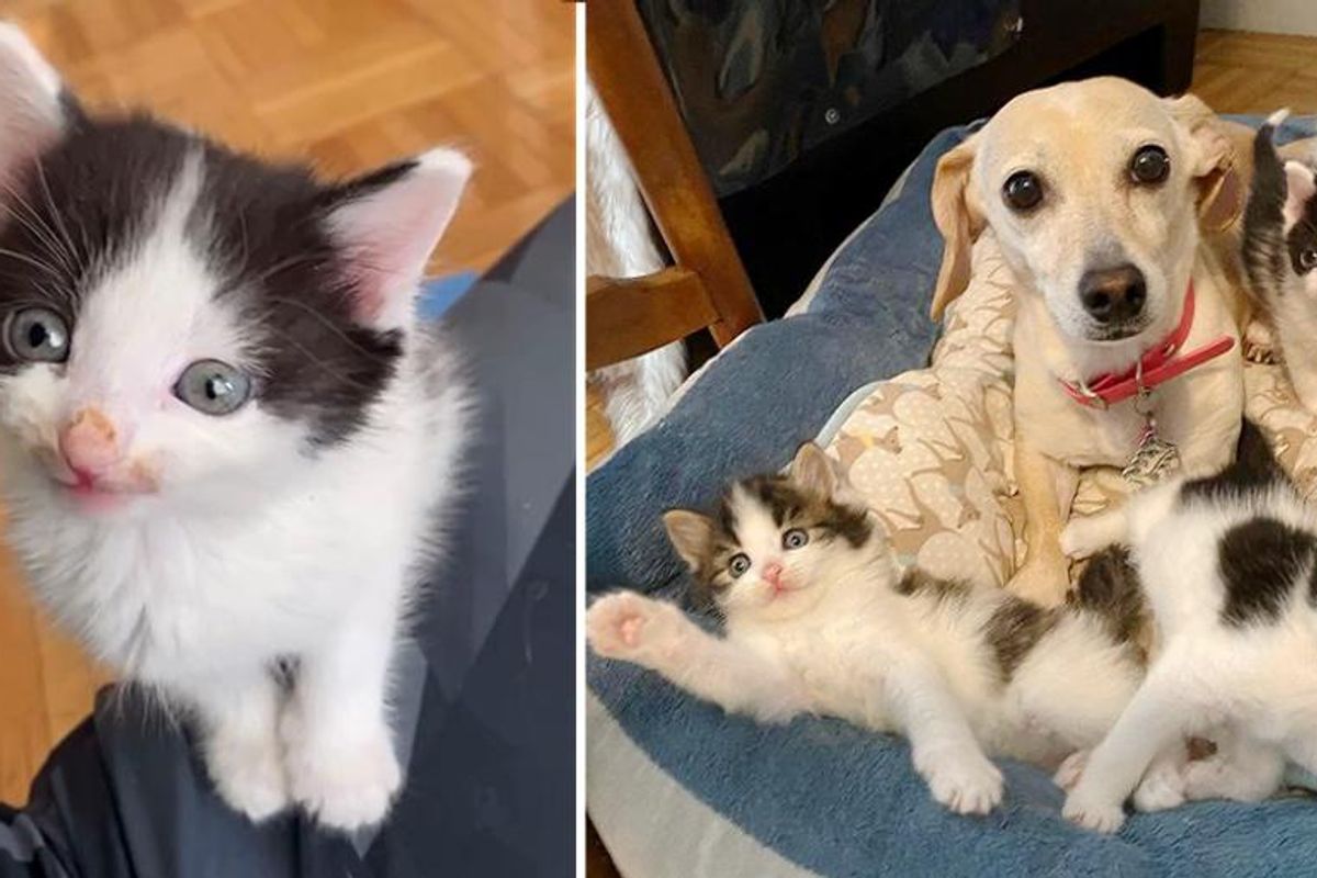 Woman Brings Home Kittens Found in Backyard, Her Dog Takes Them Under Her Wing Especially the Runt of Litter