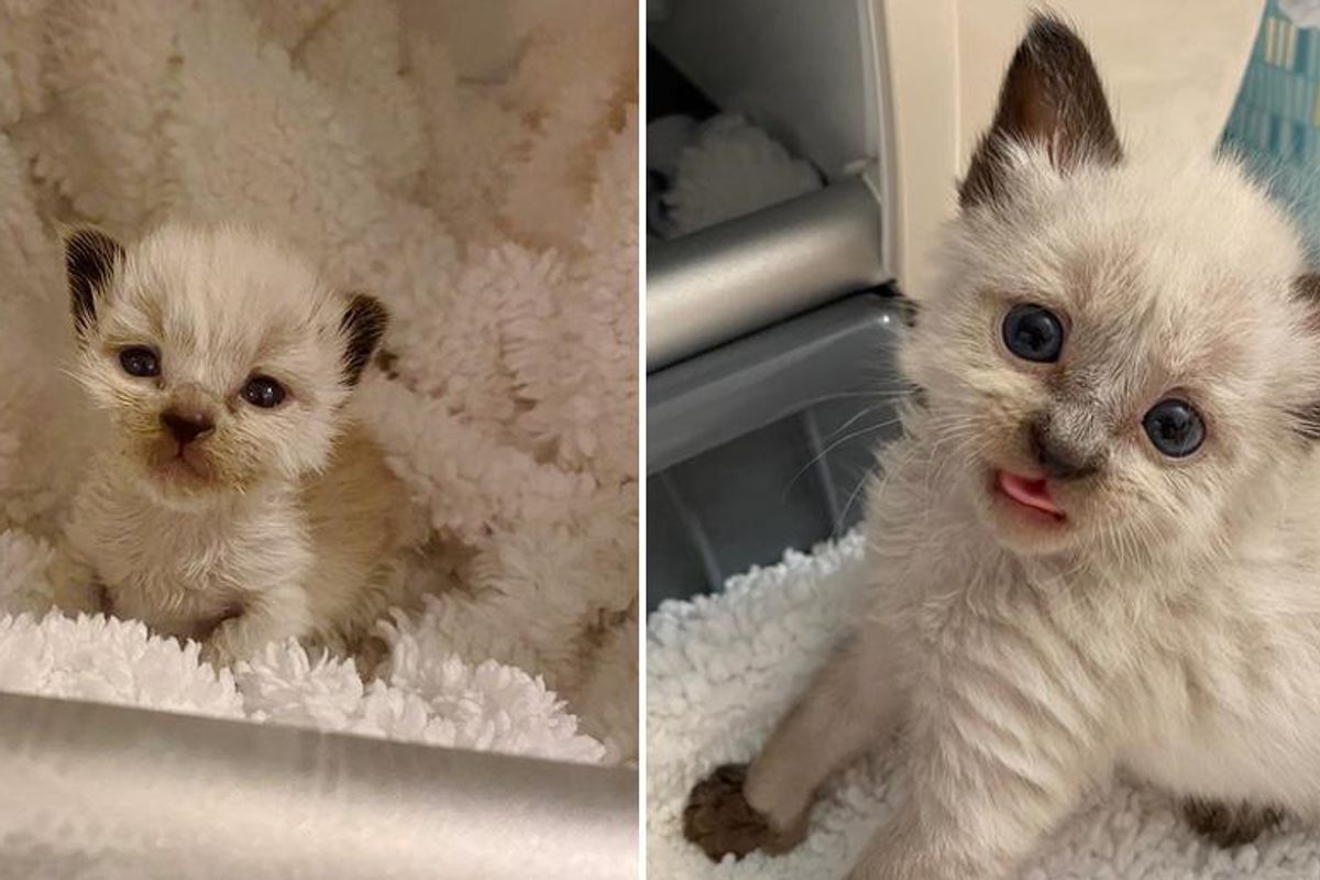 Sweet Kitten Blossoms into Beautiful Siamese Cat After Being Brought Back from the Brink