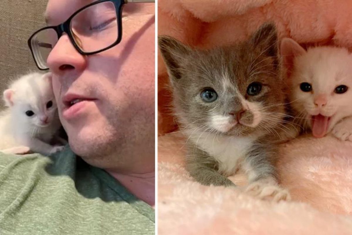 Kittens Drenched and Cold Brought Back from the Brink By Family that Never Gave Up on Them