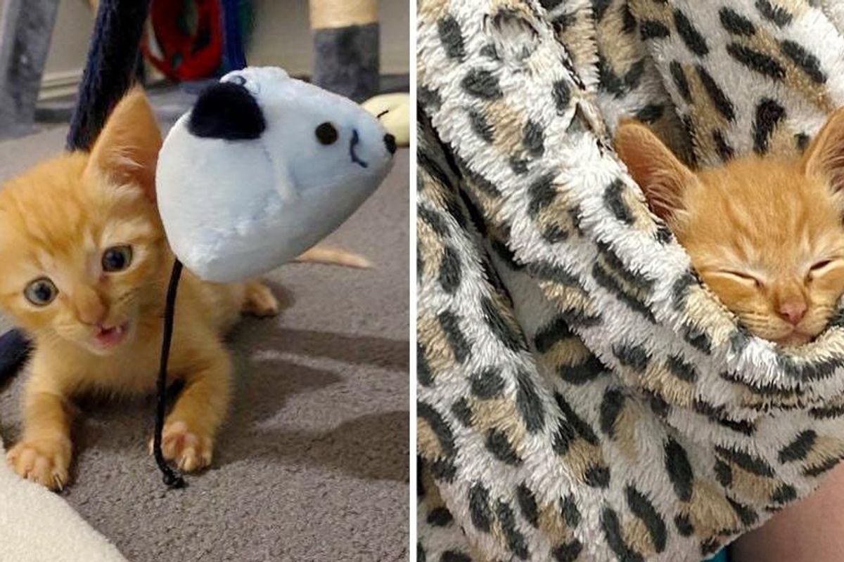 Kitten with Big Ears and Small Frame Really Transforms with Help of Kind People and 2 Other Cats