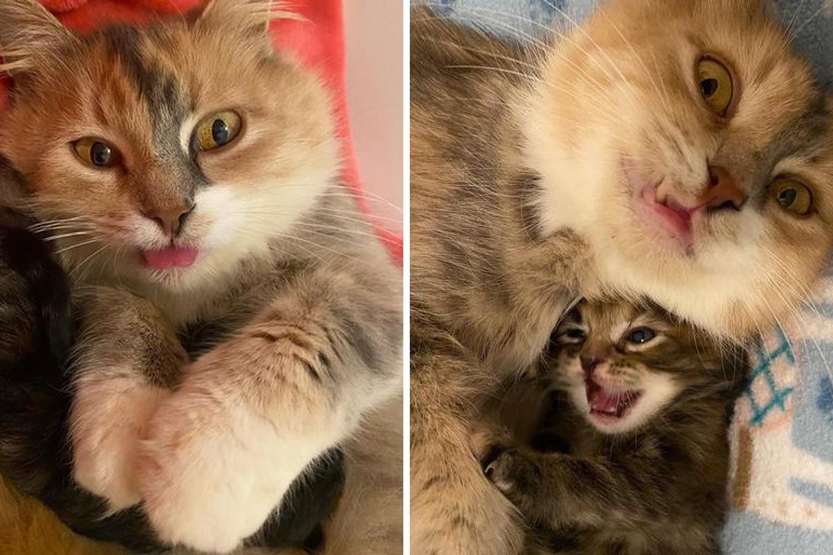 Cat is So Happy that Her Kittens Will Never Have to Spend Another Day on the Streets