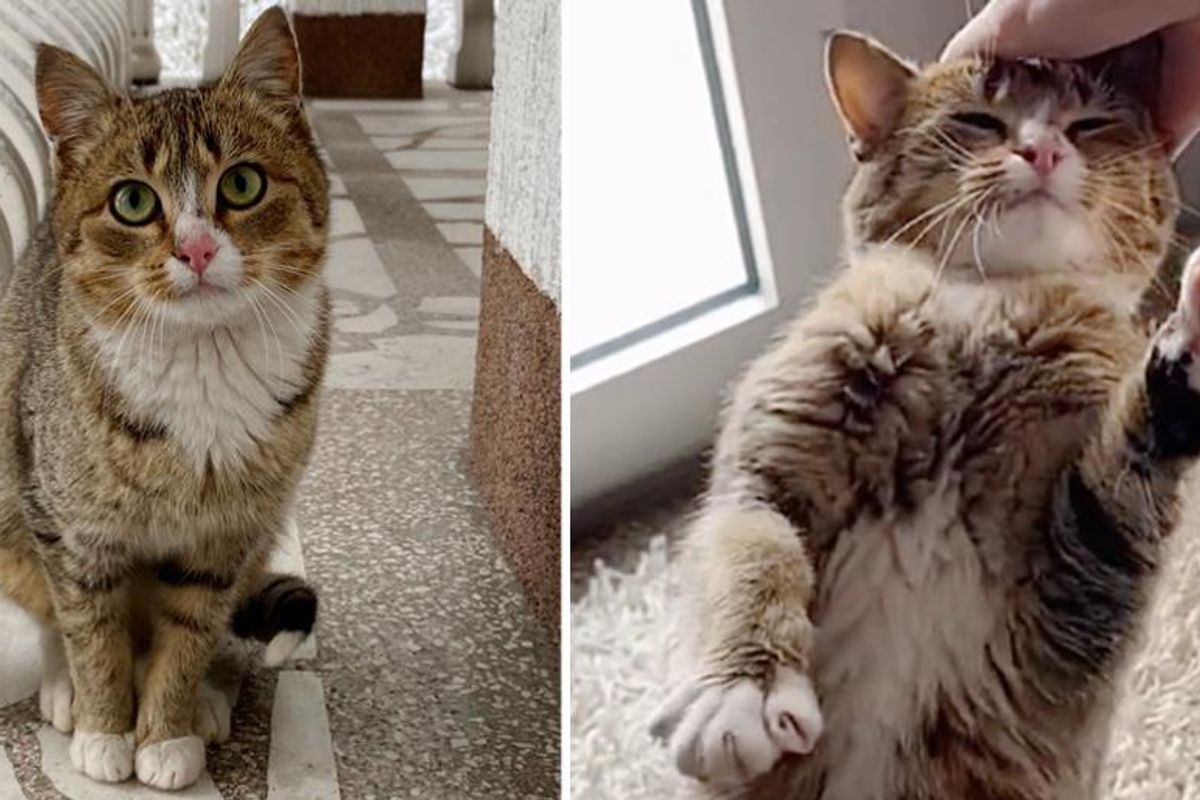 Kitten Came Back to Woman Who Was Kind to Her and Moved Right into Her House