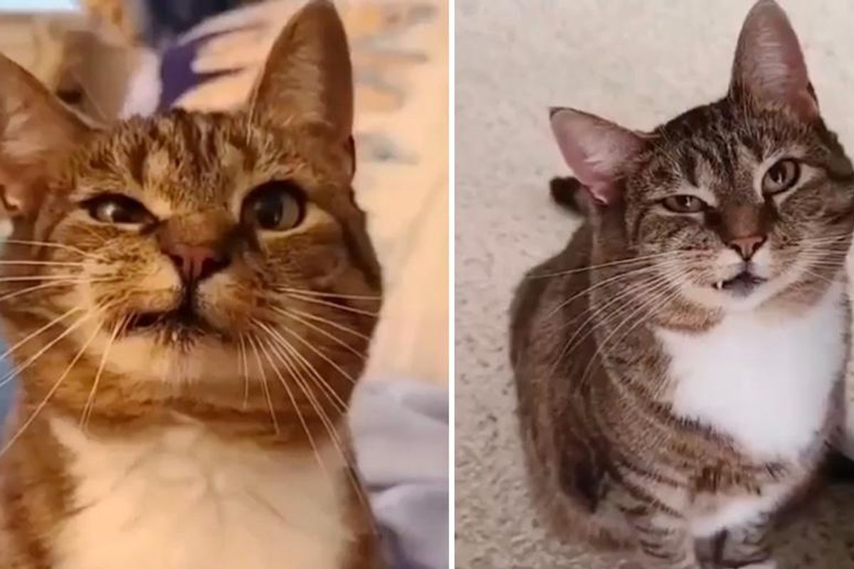 Woman Came to Shelter and Found Cat with Perfectly Asymmetric Face Staring at Her