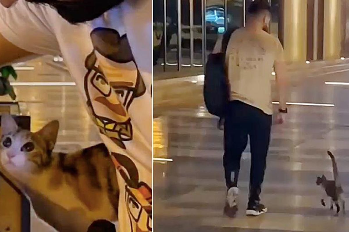 Kitten Hangs Out with Man at Coffee Shop Every Day and Follows Him Right into His Heart